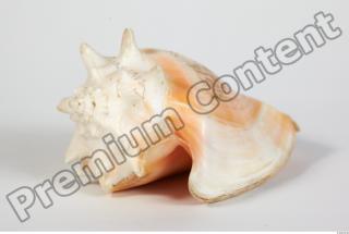 Seashell 0040